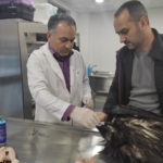 Kartal Belediyesi Veteriner İşleri Müdürlüğü Ekipleri Yaralı Akbaba’yı Tedavi Altına Aldı (1)