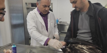 Kartal Belediyesi Veteriner İşleri Müdürlüğü Ekipleri Yaralı Akbaba’yı Tedavi Altına Aldı (1)