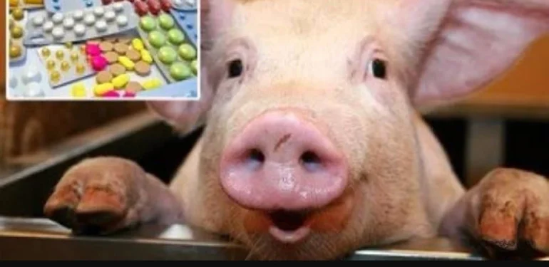 Domuz Jelatin Nasıl Üretilir?