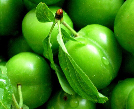 Yeşil Eriğin bu faydasını daha önce kimse duymadı