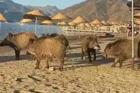 660x310-1720956545197