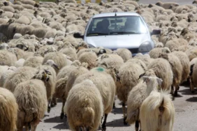 67fe0068a8766785__w1200xh508