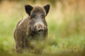 yaban-domuzu_1575906