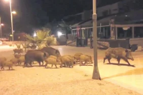 1200x627-sezlongda-yatmak-yurek-ister-bomdrum-ve-marmariste-plaja-inen-domuz-suruleri-tatilcileri-soka-ugratti-1592090207066