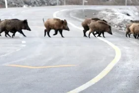 whatsapp-image-2024-07-18-at-164053-1