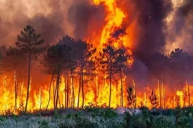 6810-tarim-ve-orman-bakani-yumaklidan-orman-yangini-uyarisi