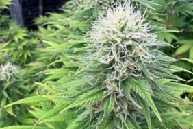 WhatsApp Görsel 2025-08-17 saat 23.32.59_050c95cc