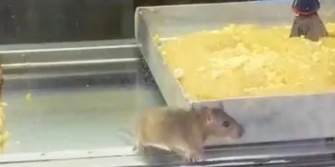 69426a8dda8fa413__w1200xh918