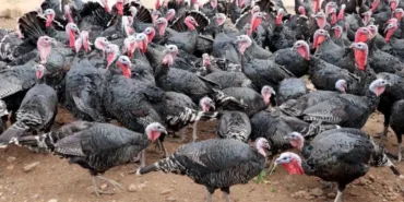 6953df8a0b6f0460__w1200xh792