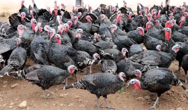 Yılbaşı öncesi hindi fiyatları arttı: Horoza rağbet var…