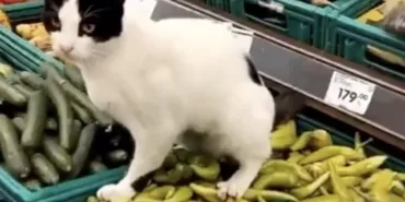 699027cdac9d9178__w1200xh850