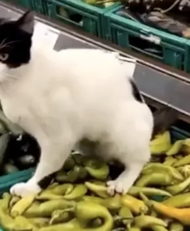 699027cdac9d9178__w1200xh850