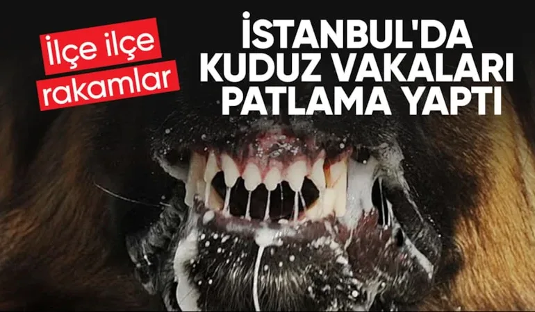 İstanbul’da kuduz alarmı…