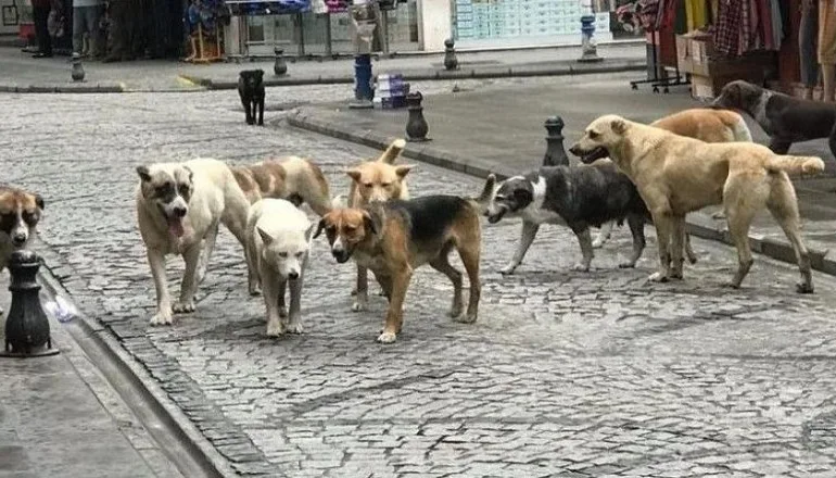 Çerkezköy Sokaklarında Köpek Korkusu Rejimi…