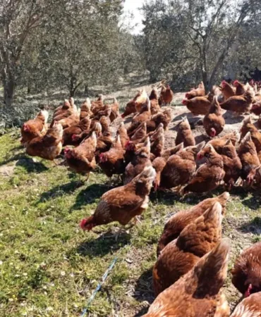 69b7bb72a2879270__w1200xh903